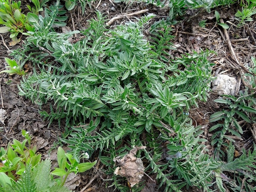 Image of Centaurea scabiosa specimen.