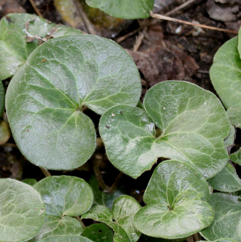Image of Asarum europaeum specimen.