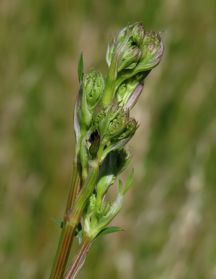 Image of Xanthoselinum alsaticum specimen.