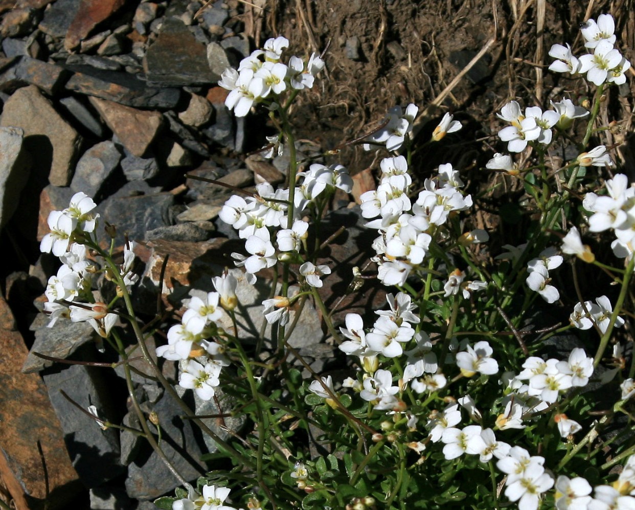 Image of Murbeckiella huetii specimen.