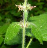 Stachys sylvatica