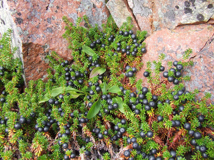 Изображение особи Empetrum hermaphroditum.