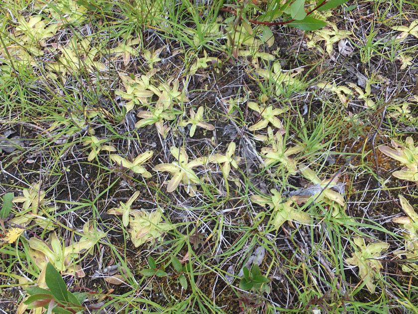 Image of Pinguicula vulgaris specimen.