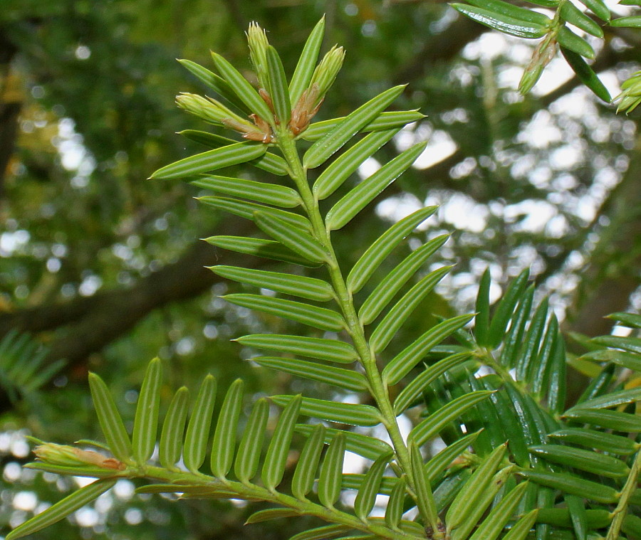Изображение особи Torreya nucifera.