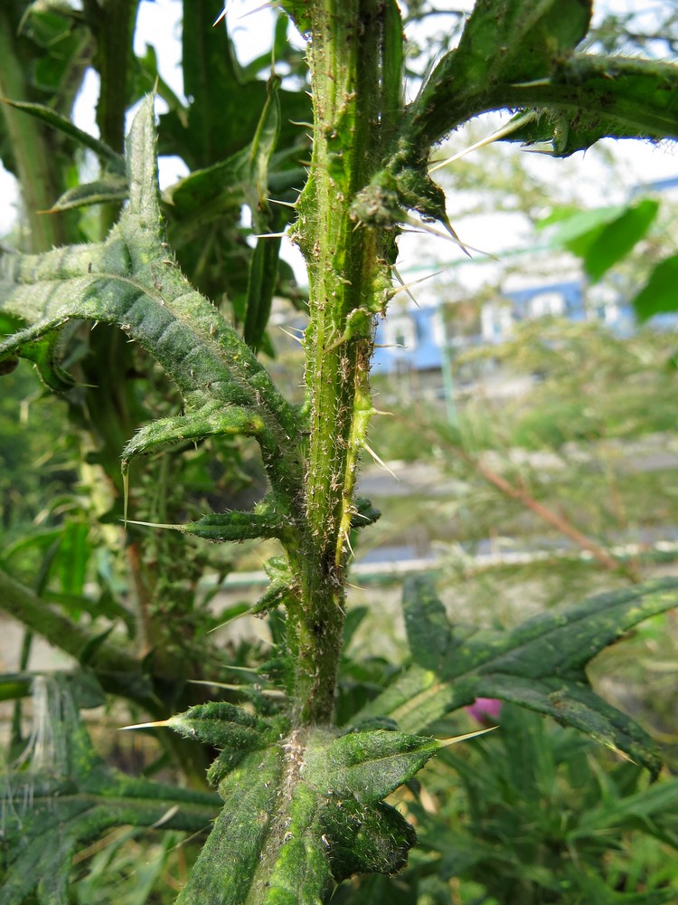 Image of Cirsium vulgare specimen.