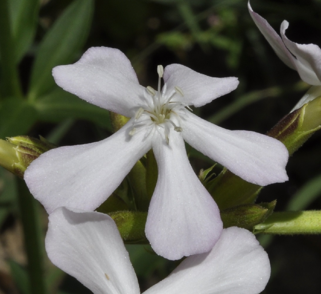 Изображение особи Saponaria officinalis.