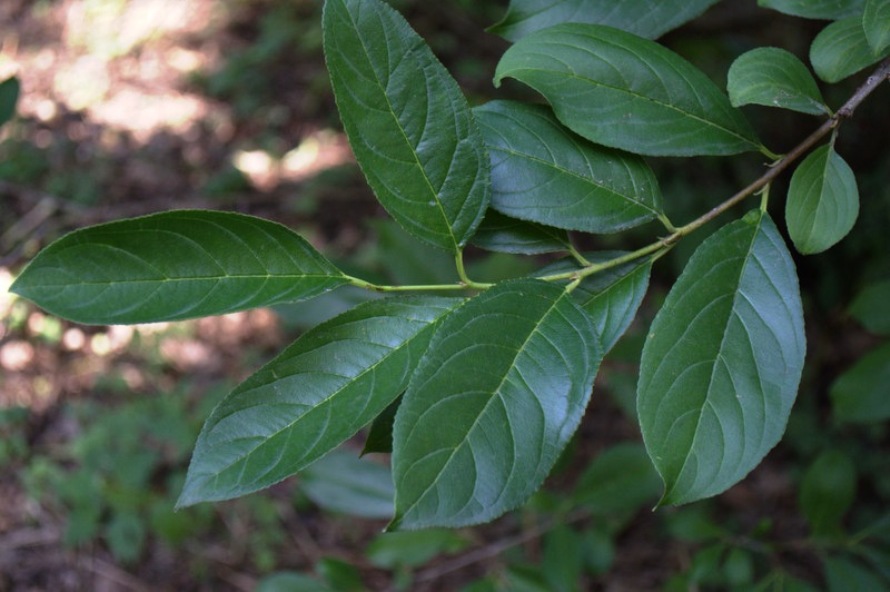 Image of Rhamnus dolichophylla specimen.