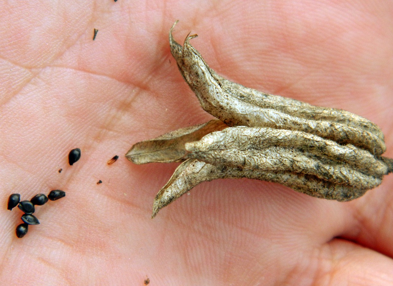 Image of Aquilegia vulgaris specimen.