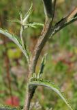 Carlina biebersteinii