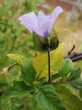 Nicandra physalodes. Часть побега с цветком. Нидерланды, Гронинген, на строительной площадке. 26 сентября 2009 г.