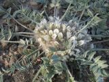 Astragalus scabrisetus. Цветущее растение. Казахстан, южные отроги Джунгарского Алатау в 25 км западнее с. Коктал. 27 апреля 2014 г.