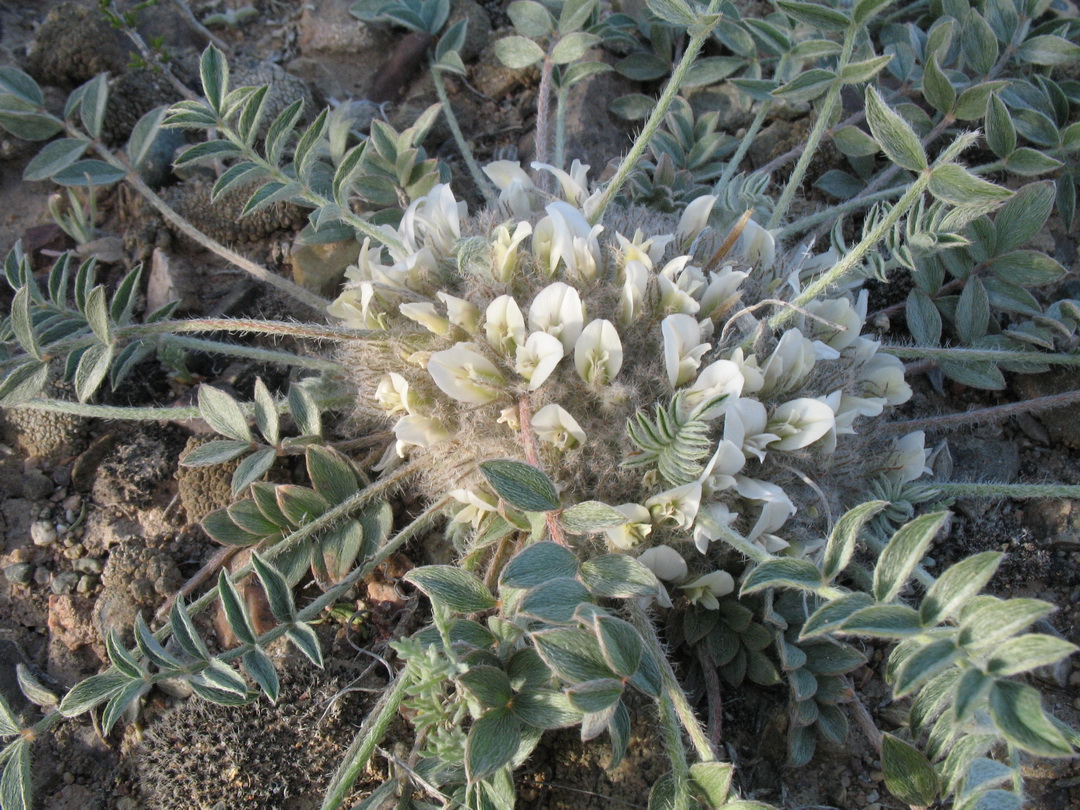 Image of Astragalus scabrisetus specimen.