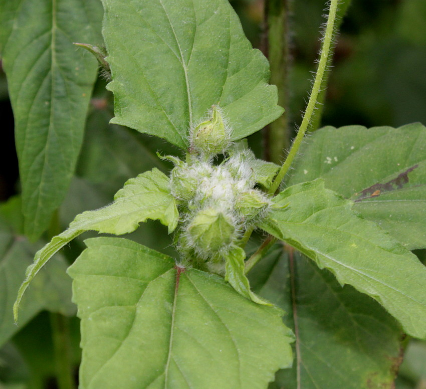 Image of Anoda cristata specimen.