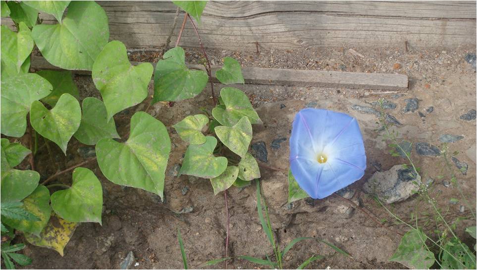 Изображение особи Ipomoea tricolor.