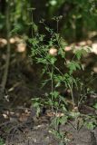 Chaerophyllum temulum. Плодоносящее растение. Белгородская обл., пос. Борисовка, дендрарий заповедника. 28.06.2009.