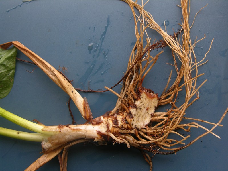 Image of Trillium camschatcense specimen.