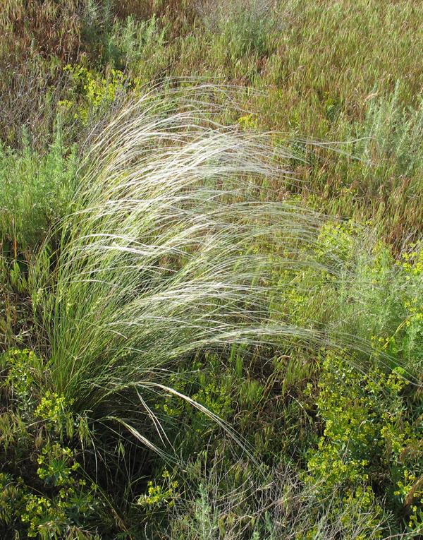 Изображение особи Stipa lessingiana.