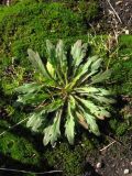 Conyza canadensis