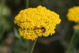 Achillea filipendulina