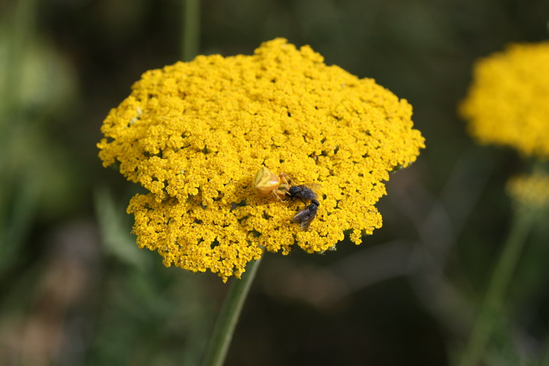 Image of Achillea filipendulina specimen.