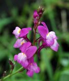 Linaria incarnata. Соцветие. Юг Красноярского края, окр. г. Минусинск. 16.09.2009.