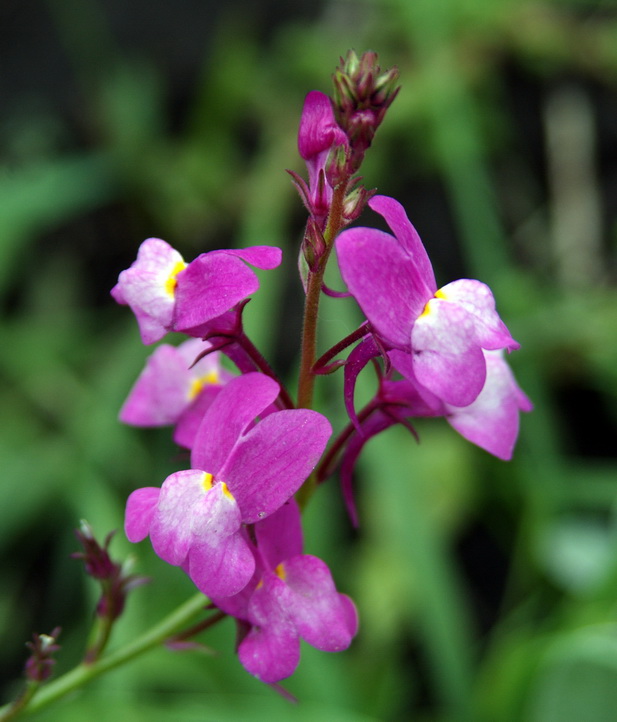 Image of Linaria incarnata specimen.