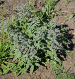 Nonea rossica