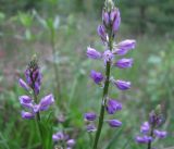 Polygala hybrida