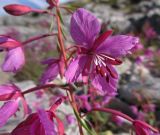 Chamaenerion latifolium