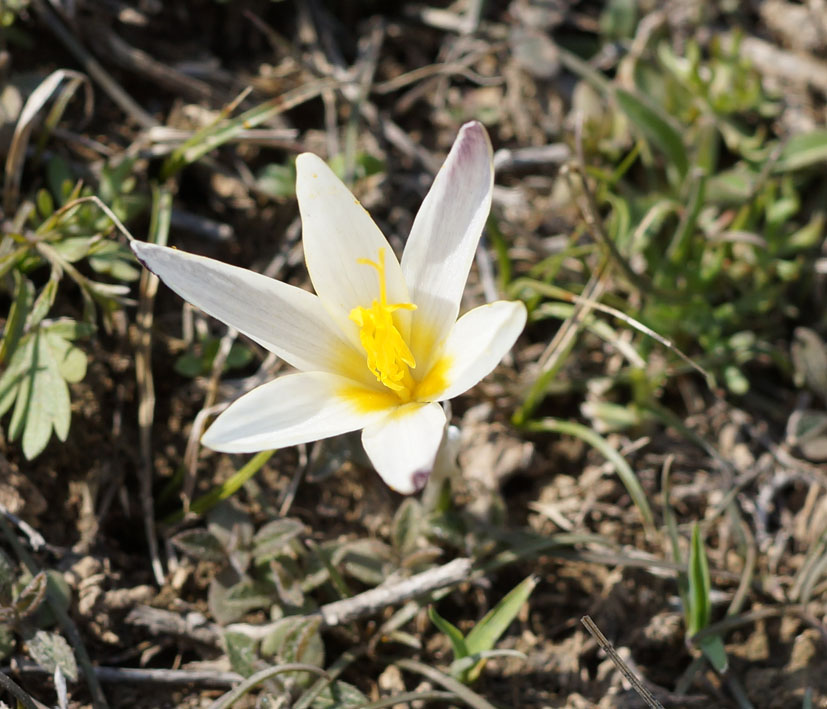 Image of Crocus alatavicus specimen.