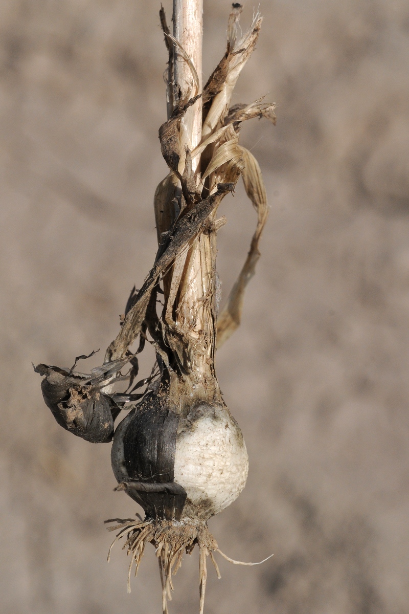 Image of Allium suworowii specimen.
