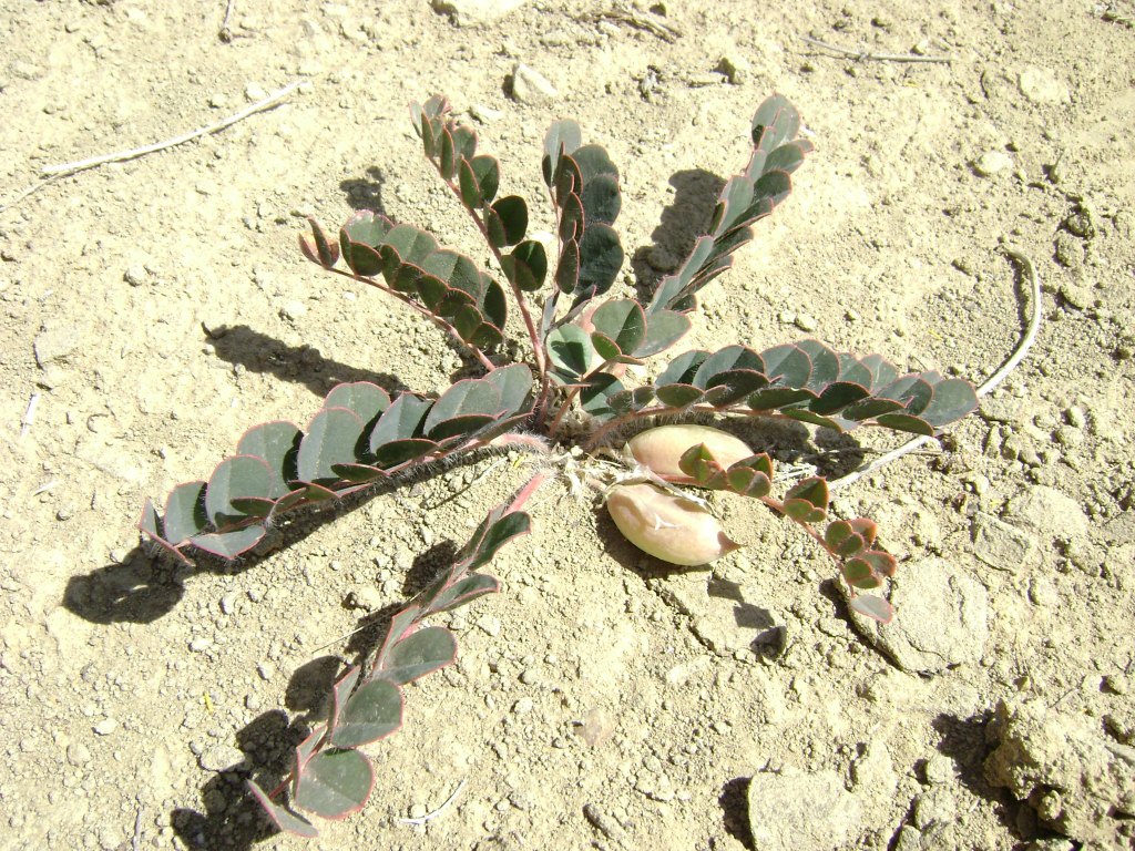 Image of Astragalus fabaceus specimen.