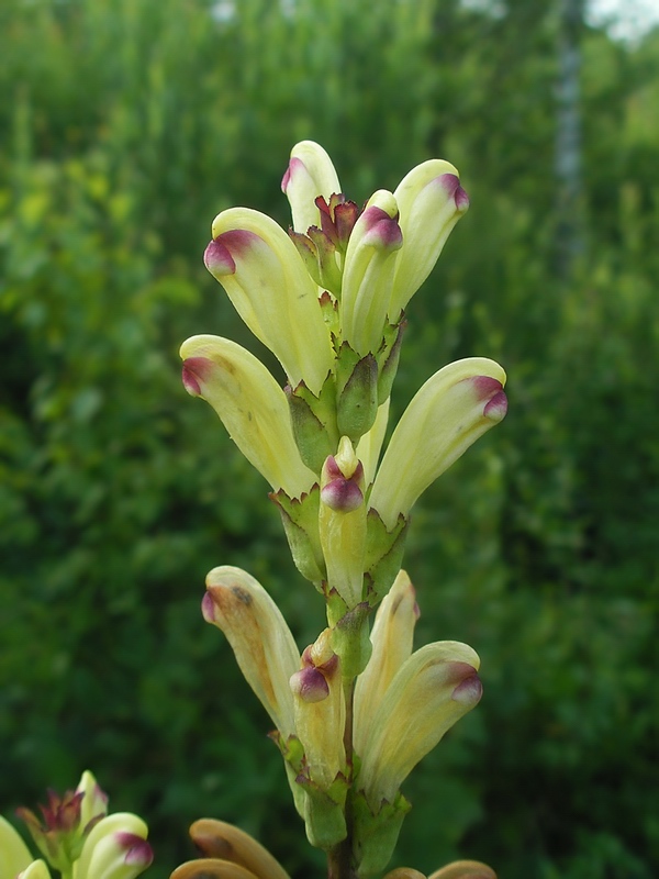 Image of Pedicularis sceptrum-carolinum specimen.