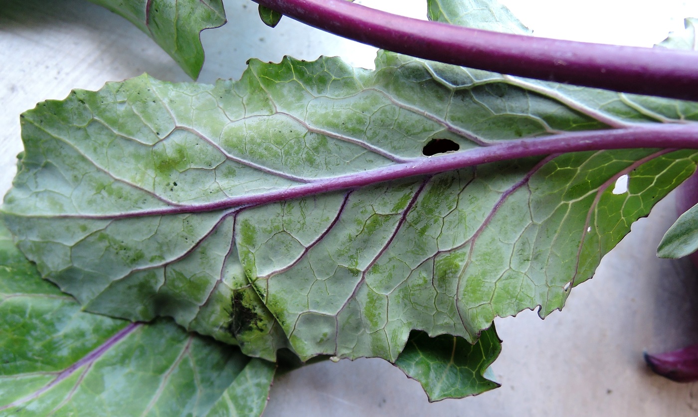 Изображение особи Brassica oleracea var. gongylodes.