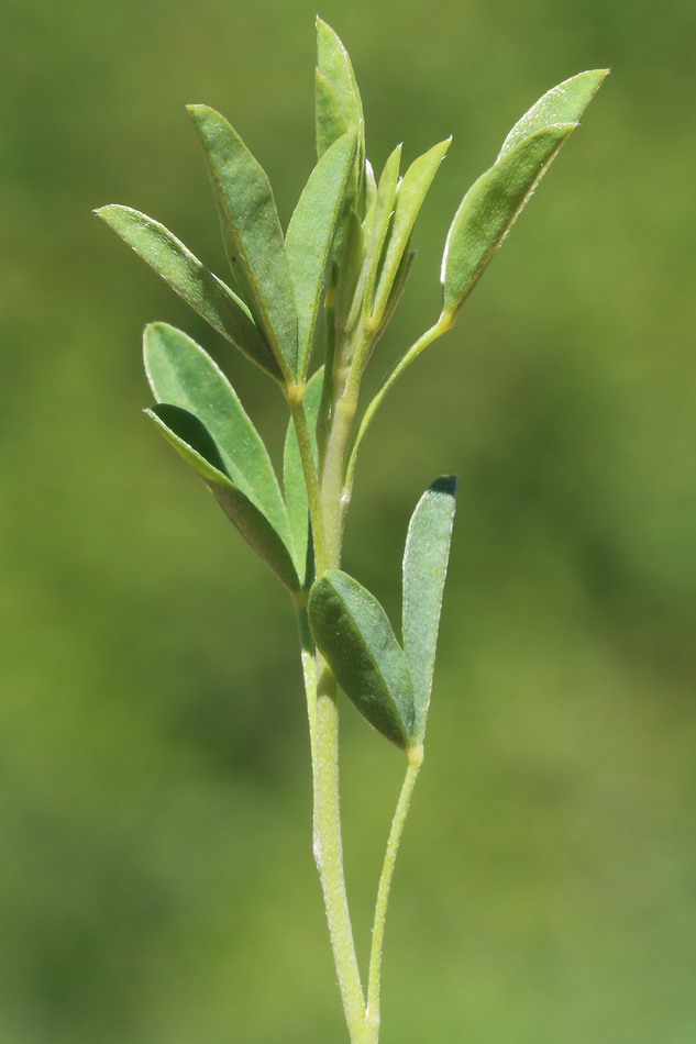 Изображение особи Chamaecytisus ruthenicus.