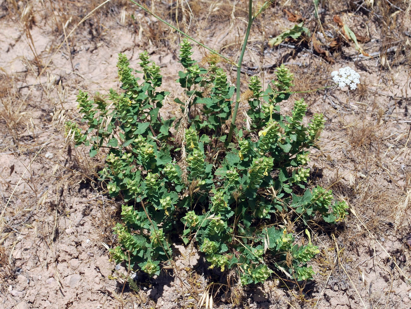 Image of Scutellaria microdasys specimen.