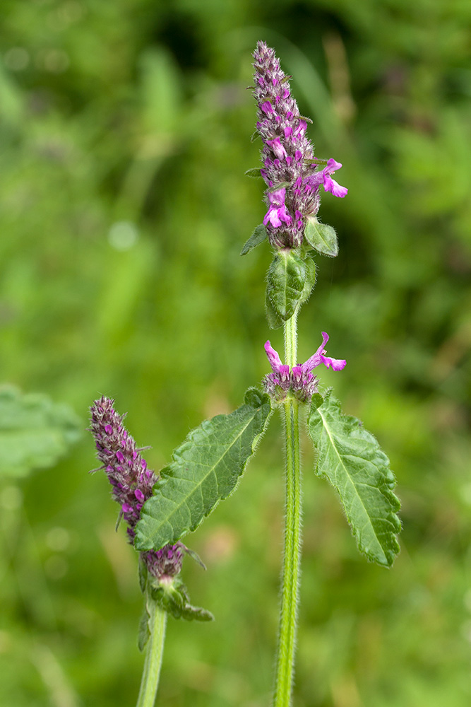 Изображение особи Betonica officinalis.