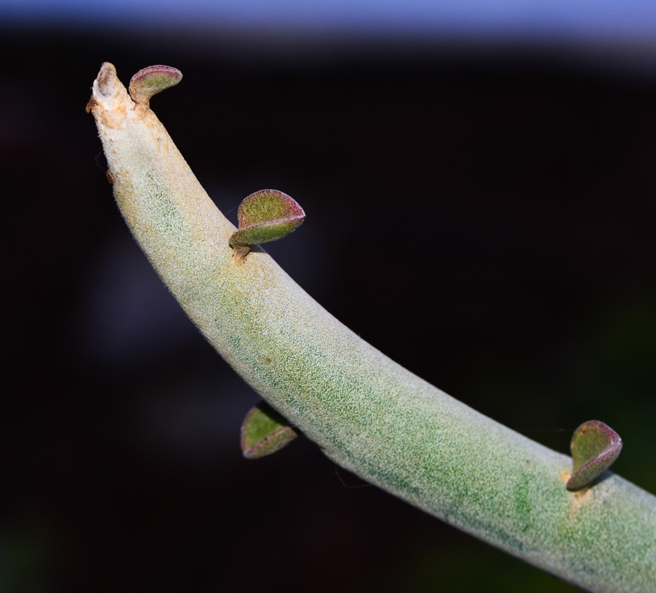 Image of Euphorbia lomelii specimen.
