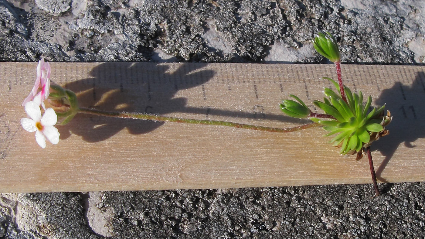 Image of Androsace barbulata specimen.