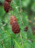 Larix sibirica