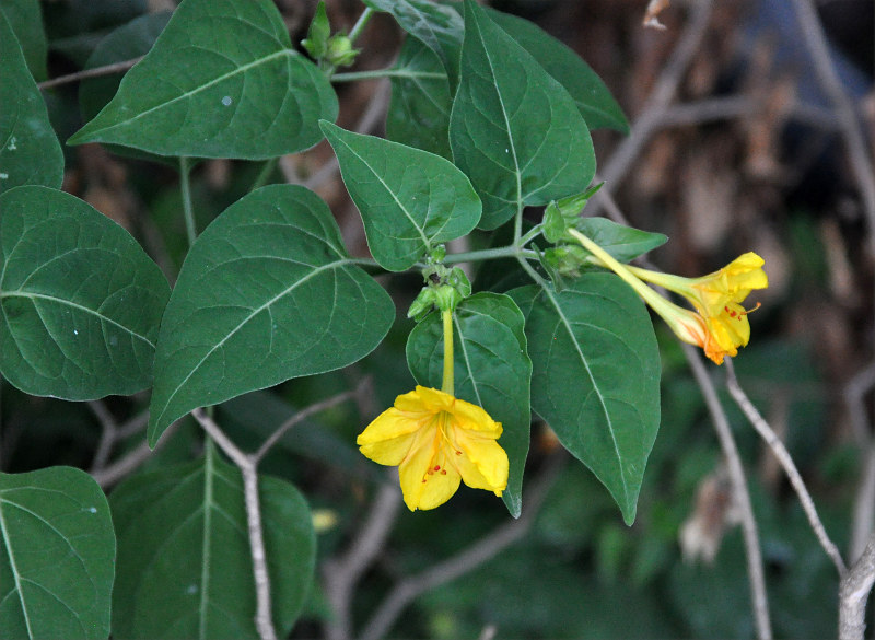 Image of Mirabilis jalapa specimen.