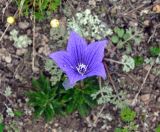 Platycodon grandiflorus. Цветущее растение. Приморье, Кавалеровский р-н, окр. бухты Зеркальная, скалистый берег. 23.08.2015.