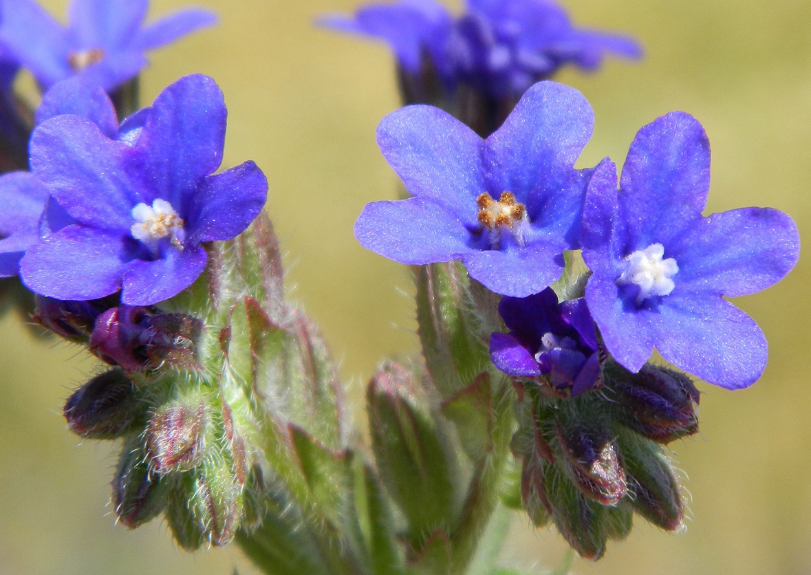 Изображение особи Anchusa officinalis.