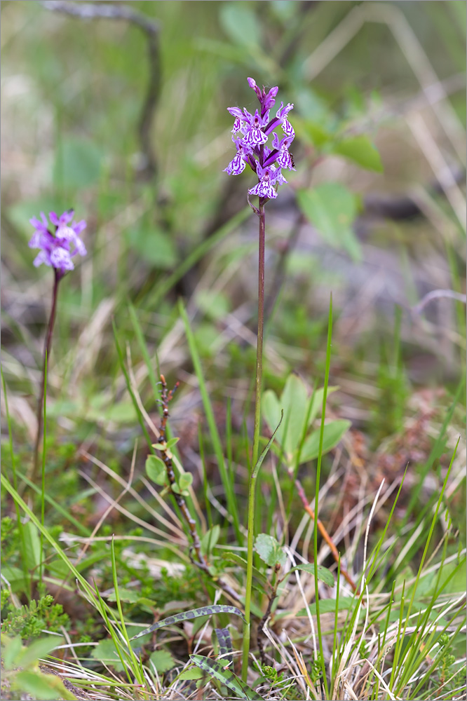 Image of Dactylorhiza psychrophila specimen.
