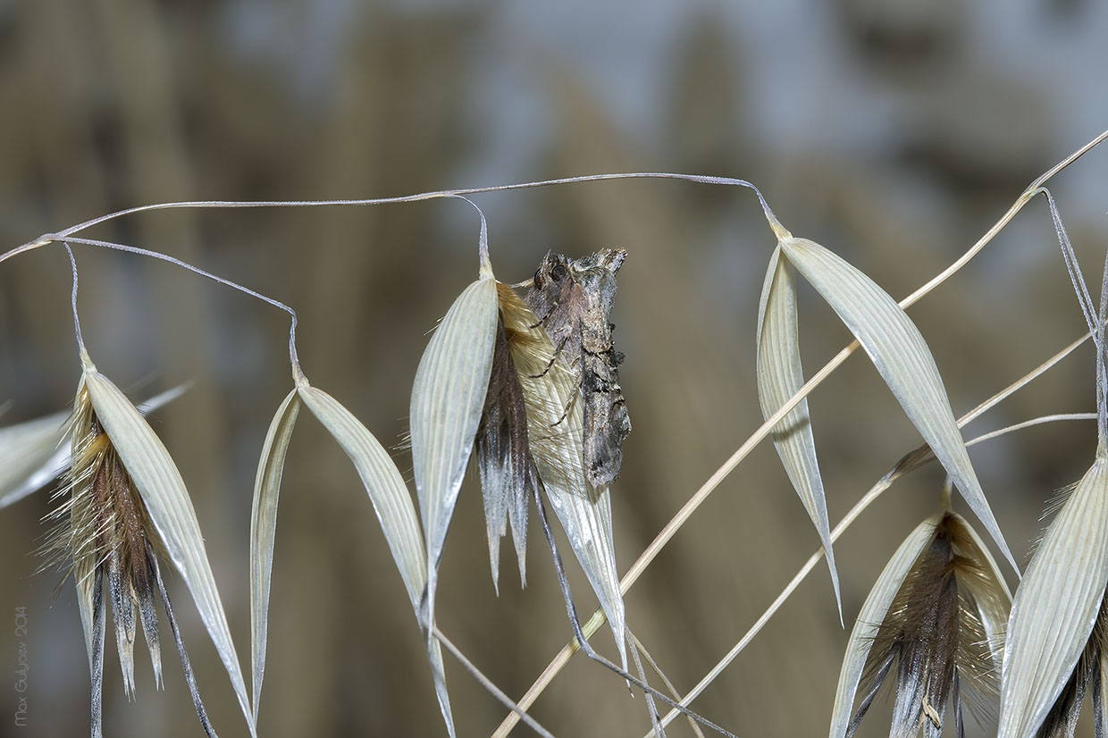 Image of genus Avena specimen.