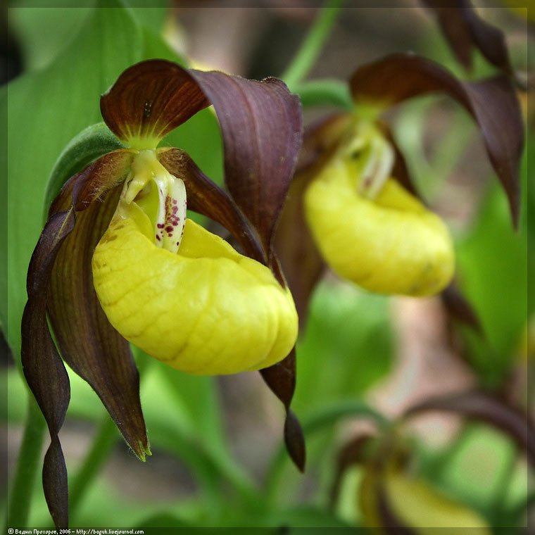 Image of Cypripedium calceolus specimen.