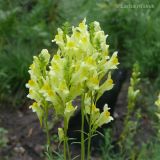 Linaria vulgaris. Верхушки побегов с соцветиями. Приморский край, Уссурийский р-н. 09.07.2009.