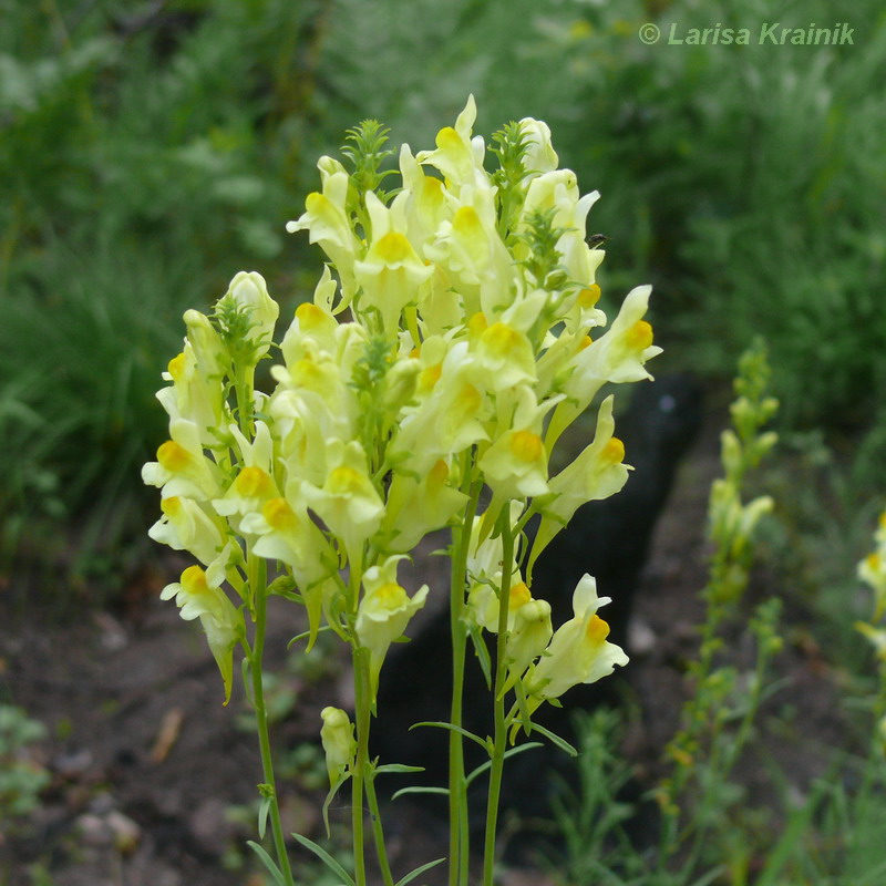 Изображение особи Linaria vulgaris.