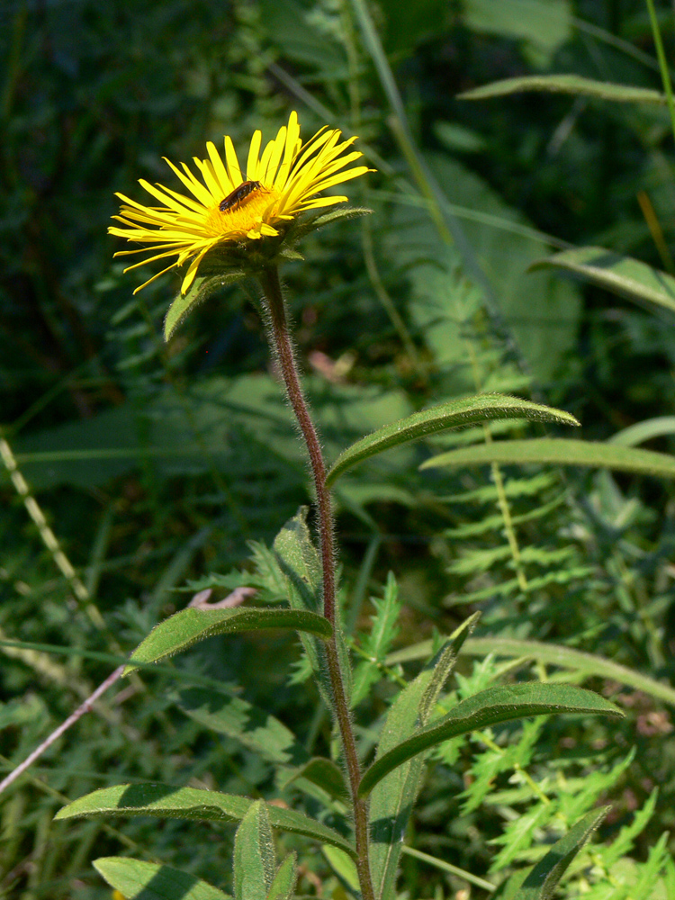 Image of Inula hirta specimen.