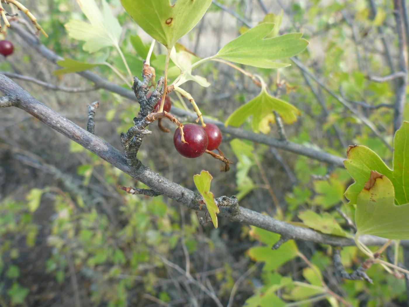 Изображение особи Ribes aureum.